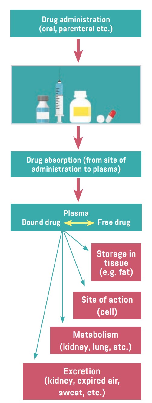 Entry and movement of drug molecules through the body to sites of action, as well as metabolism and excretion 